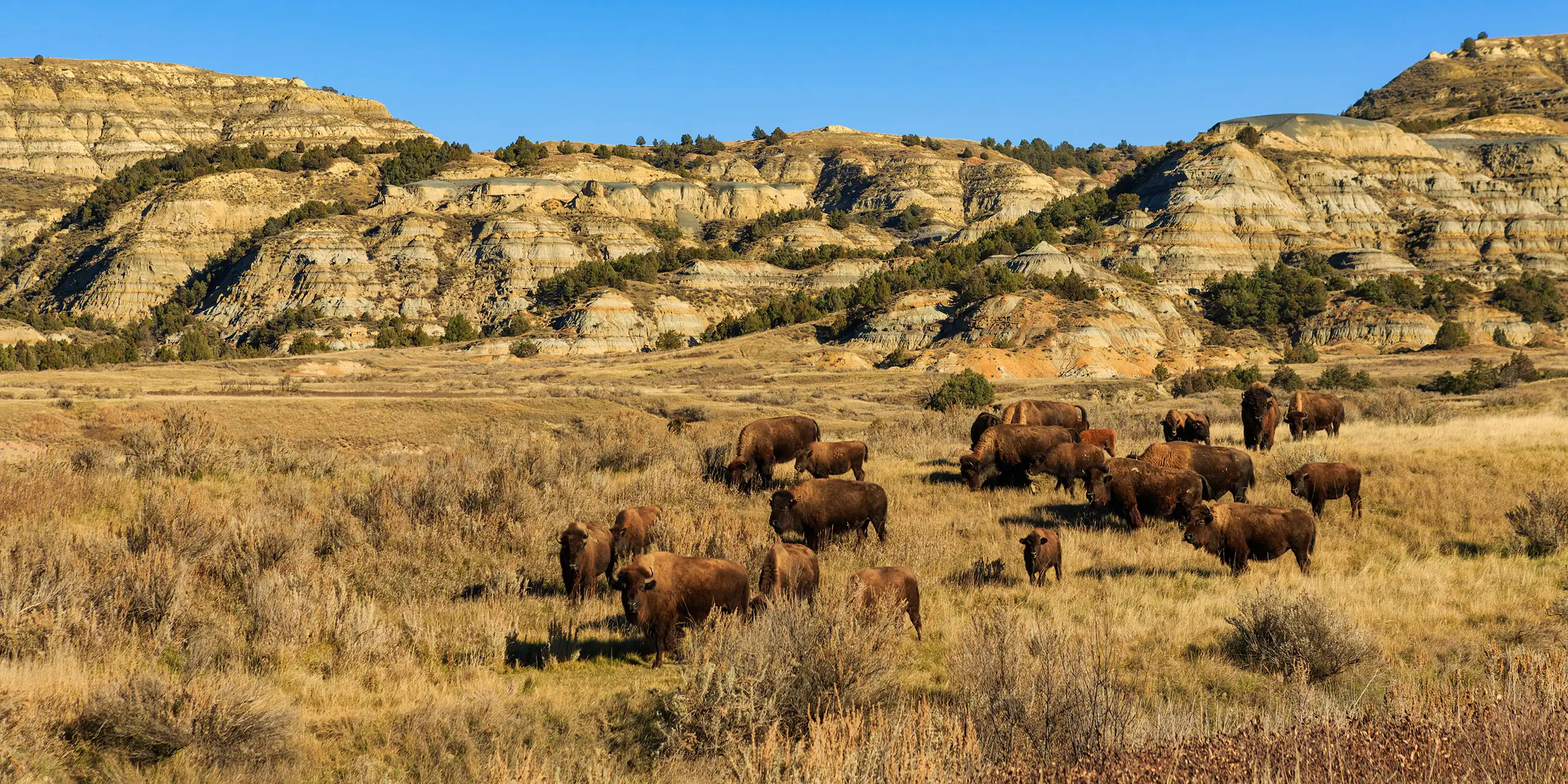 Buffalo in Theodore Roosevelt National Park; Courtesy of ZakZeinert/Shutterstock.com