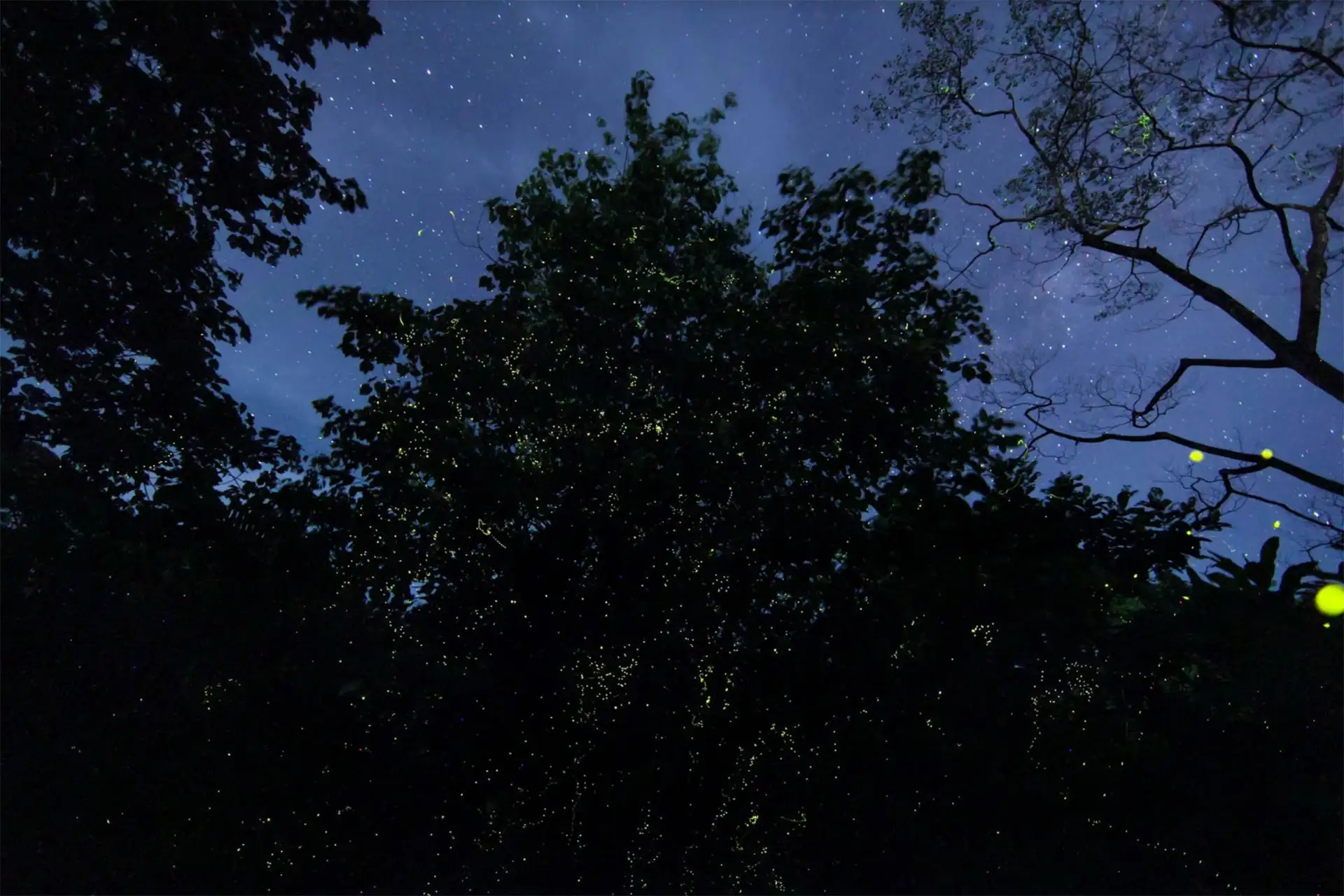 Firefly trees in Papua New Guinea