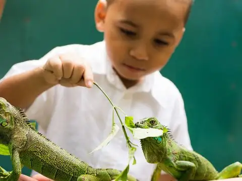 Iguana Encounter; Courtesy of San Ignacio Resort Hotel