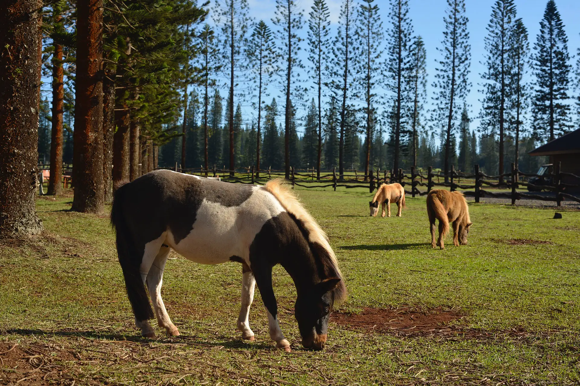 Mini Ponies at The Lanai Ranch at Koele in Hawaii