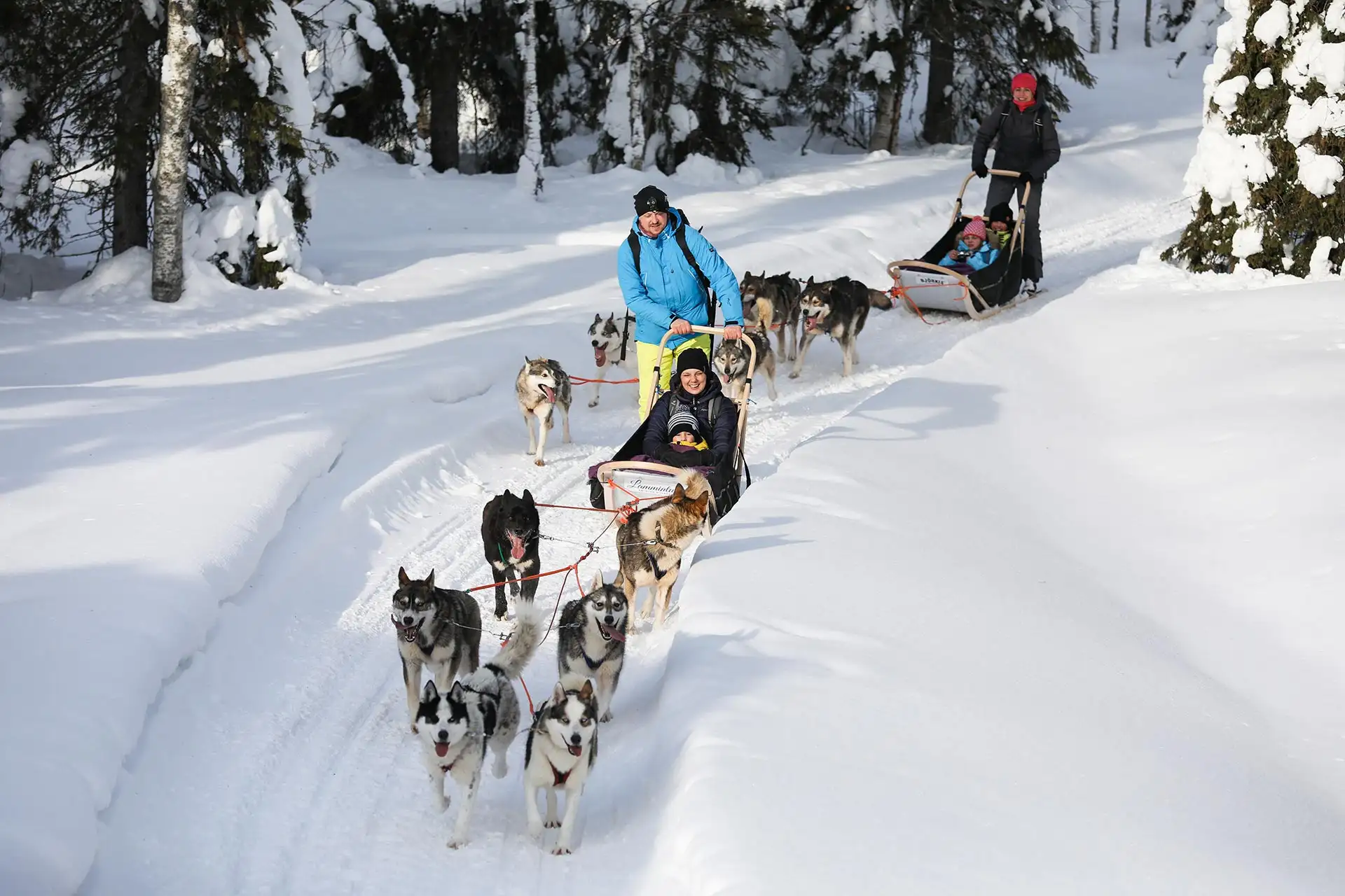 Dogsledding in Finland