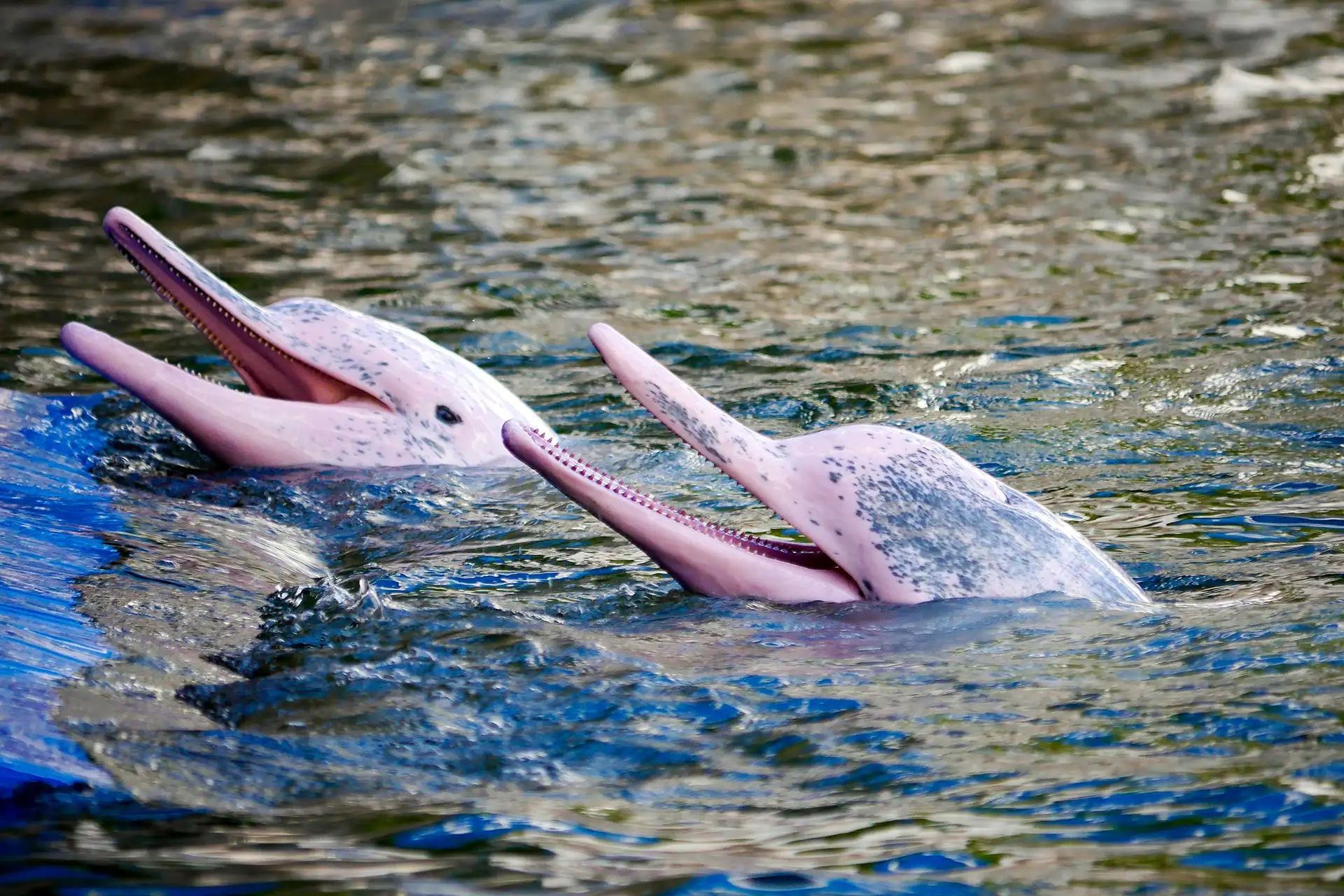 Pink River Dolphins in the Amazon