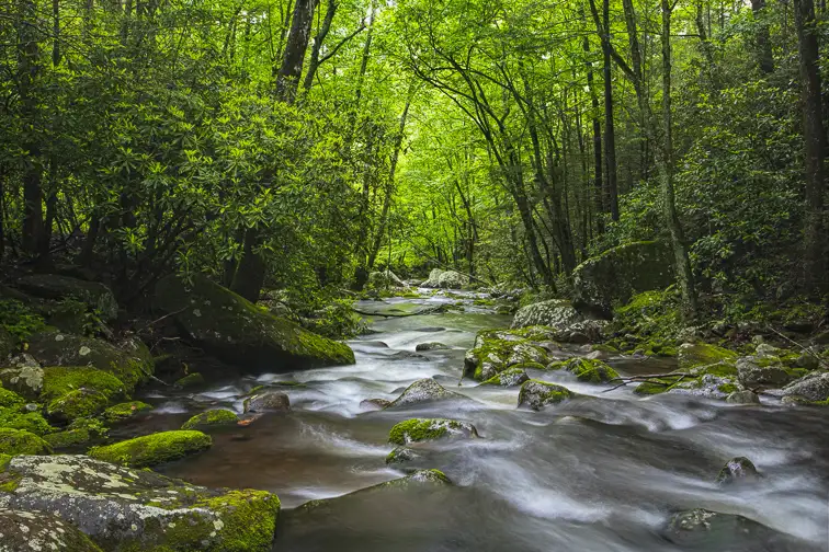 Great Smoky Mountains National Park; Courtesy of DnDavis/Shutterstock