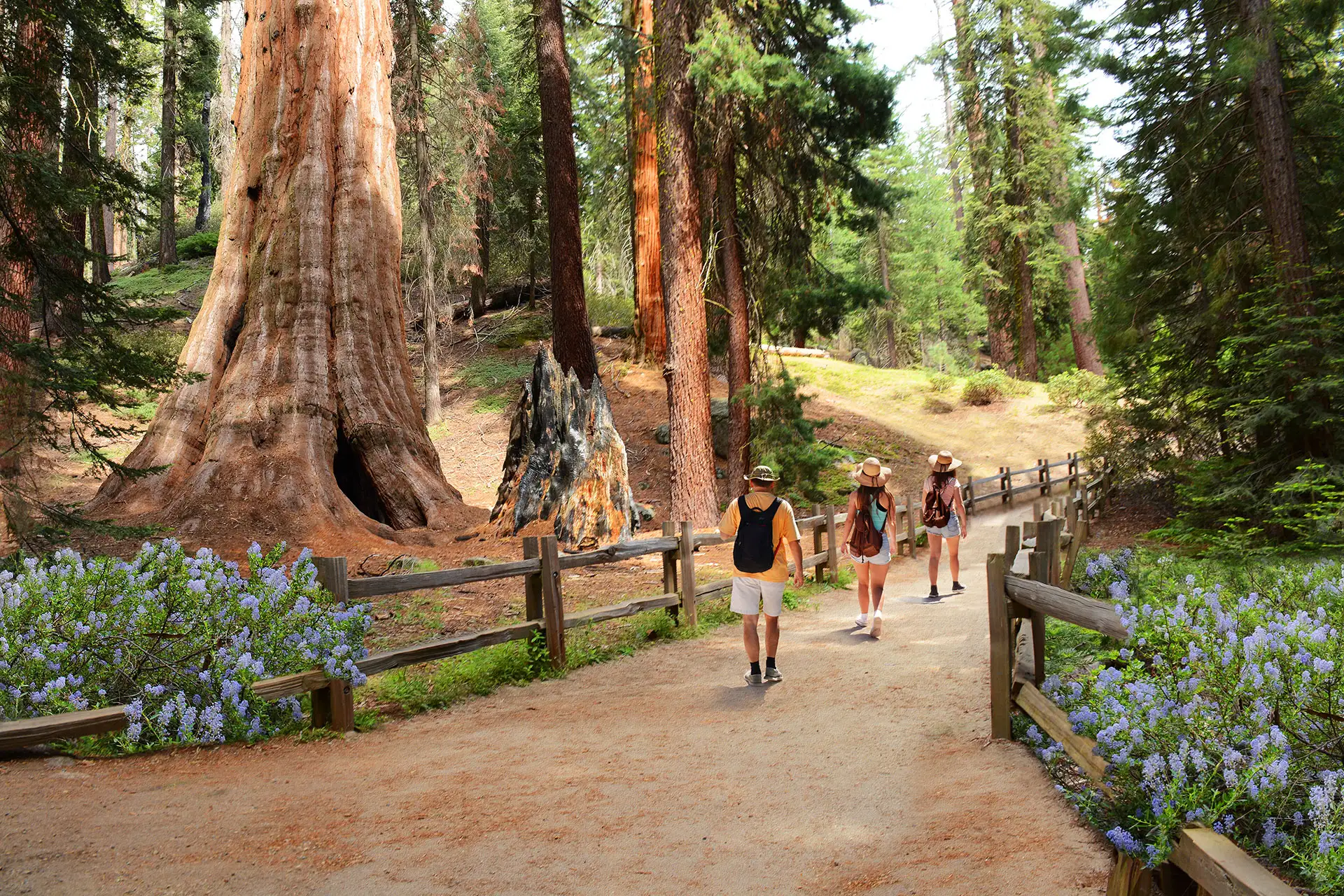 Family Hiking in Sequoia National Park