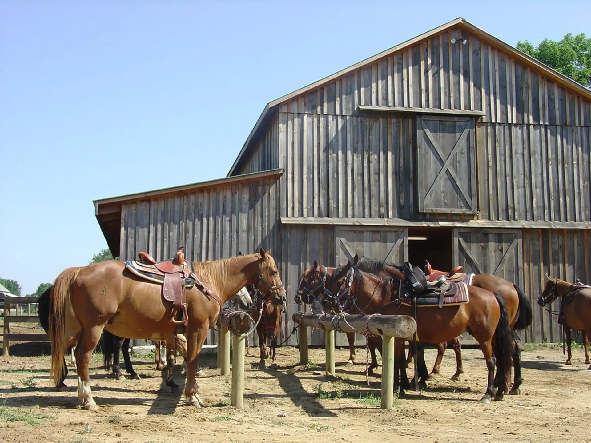 Horses Outside the Barn at KD Guest Ranch in Ohio