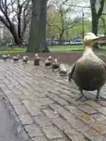 boston duck tour reviews