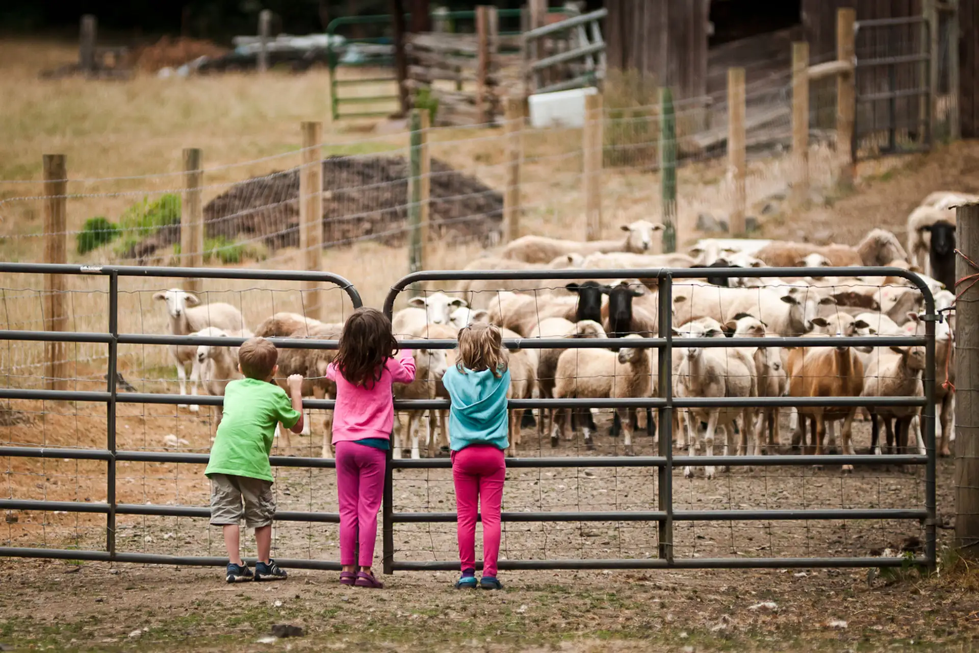 Kids at Leaping Lamb Farm in Alsea, Oregon