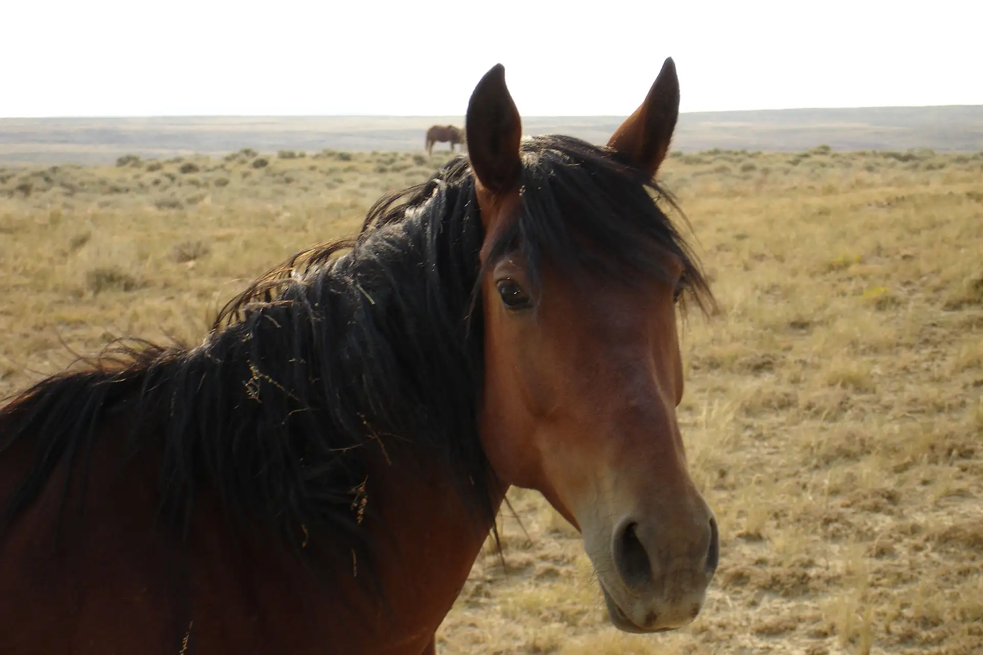 Mustang in Cody, Montana; Courtesy of Cody Yellowstone