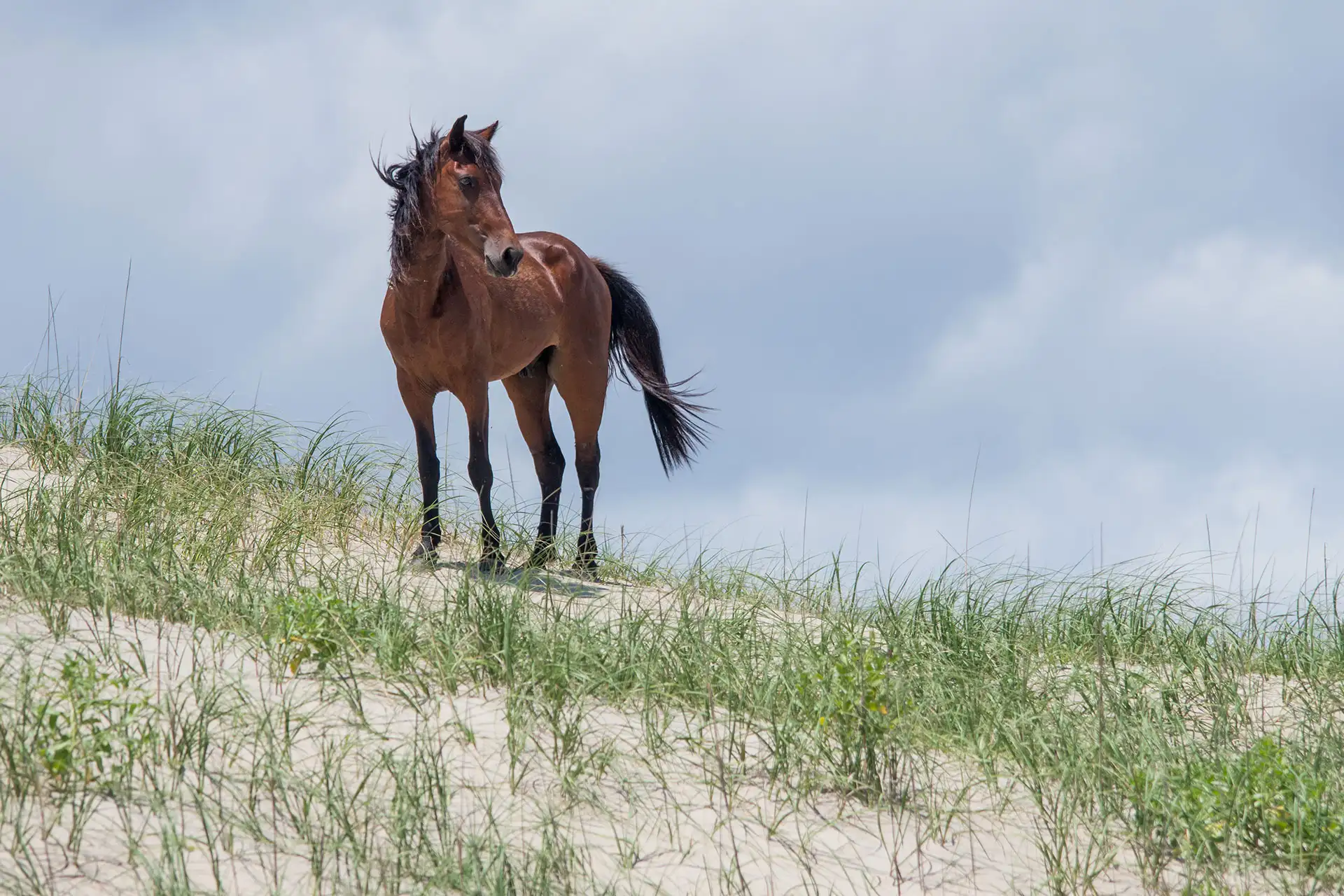 Wild Horse in Outer Banks, North Carolina; Courtesy of BHamm/Shutterstock.com