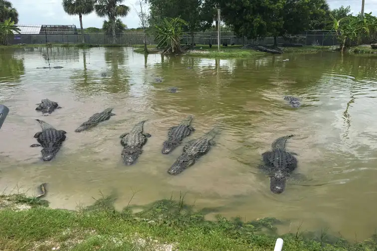 Alligator Alley in Florida; Courtesy of Steve Farmer/Shutterstock.com