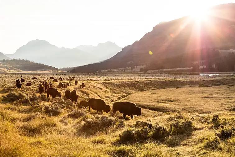 Bison roam Lamar Valley Yellowstone National Park; Courtesy NPS