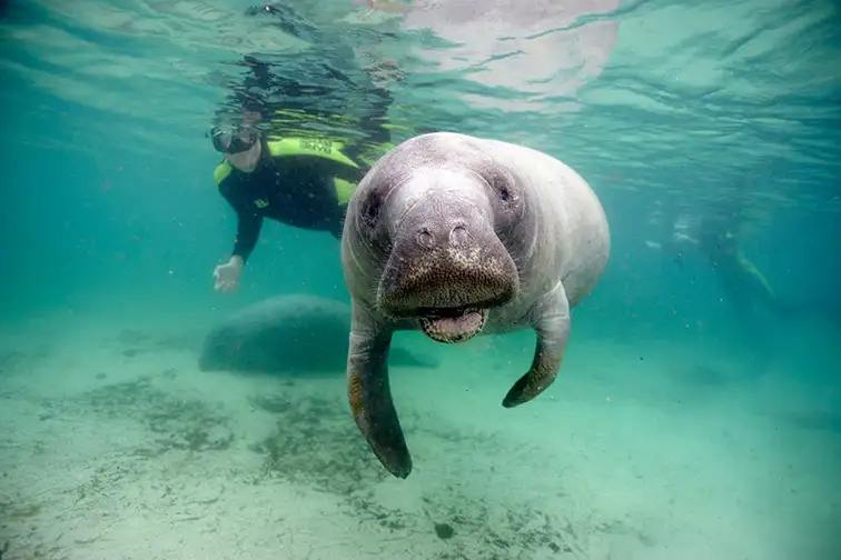 snorkeling in with seals; Courtesy of Plantation on Crystal River