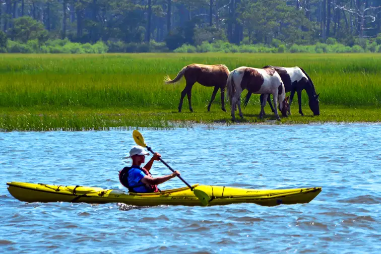 A kayaker passing two Chincoteague ponies on Assateague Island, Virginia; Courtesy of The Old Major