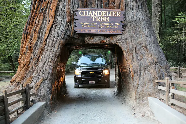 Famous Chandelier Tree in Leggett, California; Courtesy of Traveller70/Shutterstock