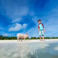 Boy with little piglet at Exuma beach, Bahamas. ; Courtesy of BlueOrange Studio/Shutterstock