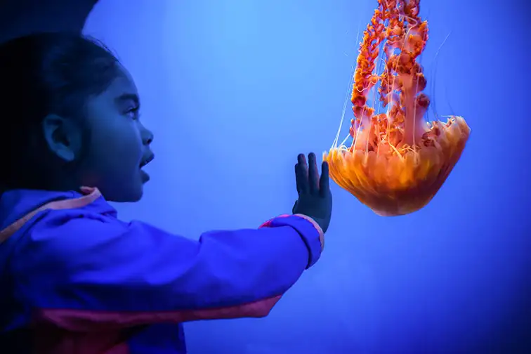 A young guest watching the black sea nettles in the Open Sea exhibit. ; Courtesy of Monterey Bay Aquarium