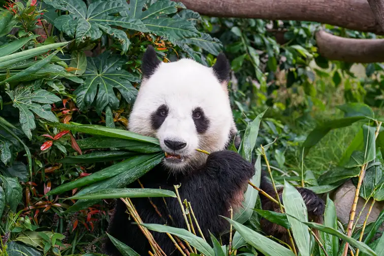 A panda eating its bamboo; Courtesy of Wang Sing/Shutterstock