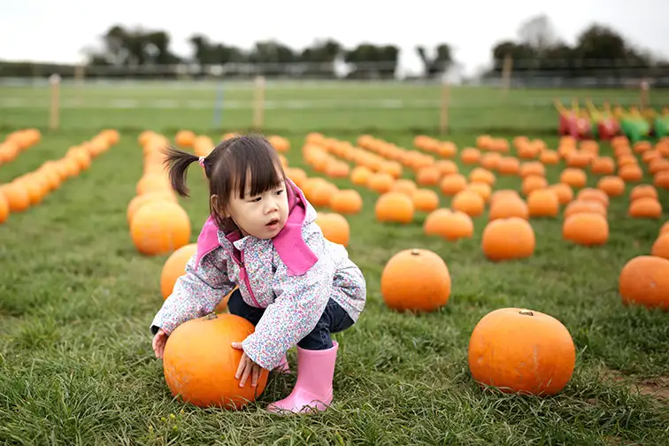 oddler girl picking pumpkin in farm ; Courtesy of Mcimage /Shutterstock