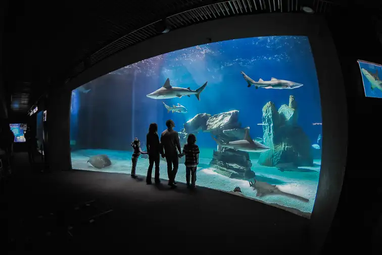Genoa Aquarium; Courtesy of  Genoa Aquarium