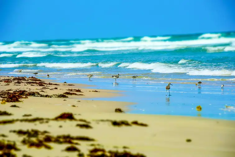 Malaquite Beach, North Padre Island; Courtesy of Johnny C Brown/Shutterstock