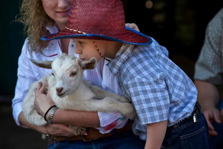 petting zoo at the Westgate River Ranch Resort & Rodeo; Courtesy of the Westgate River Ranch Resort & Rodeo