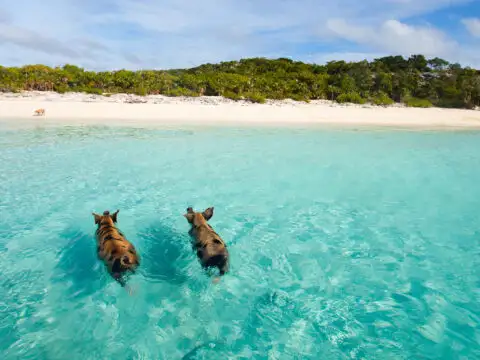 Wild Pigs in the Bahamas