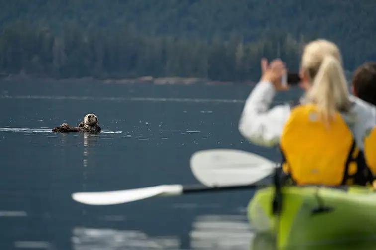Sea Otter Spotted While Kayaking With UnCruise Adventures 