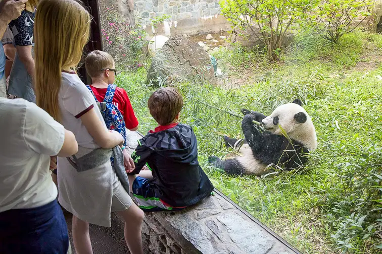 Panda at the National Zoo in Washington, D.C.; Courtesy Smithsonian National Zoo